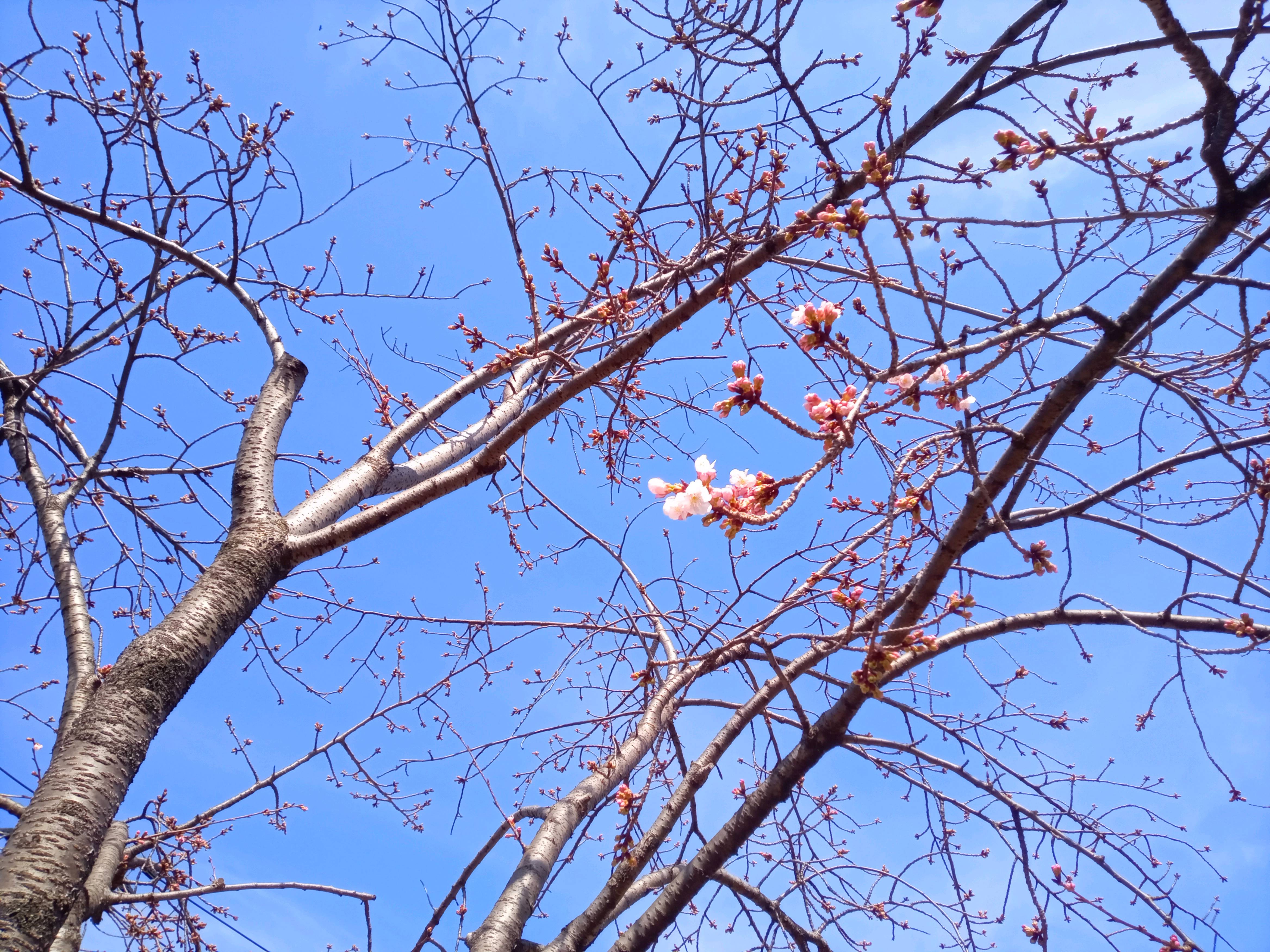 令和５年古川親水公園で開花した修善寺寒桜２