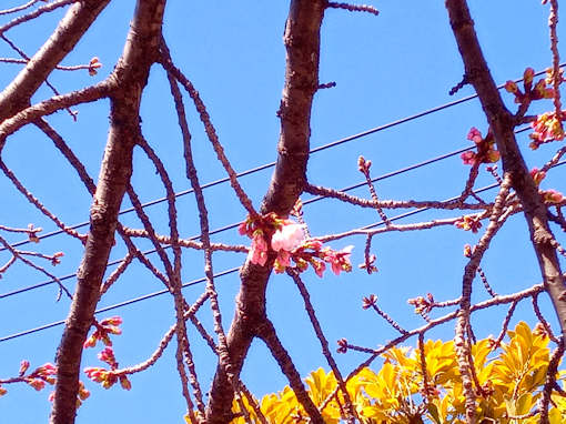 令和６年古川親水公園修善寺寒桜の開花２