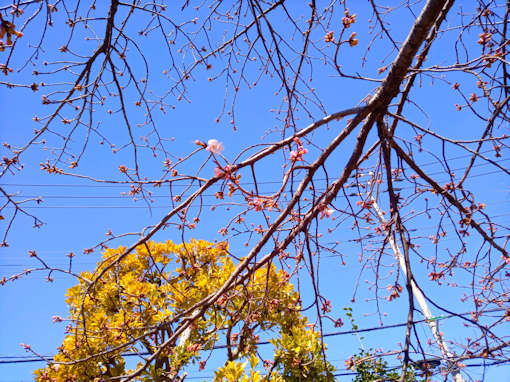 令和６年古川親水公園修善寺寒桜の開花１