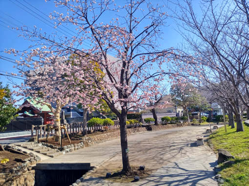 令和６年古川親水公園満開の修善寺寒桜１