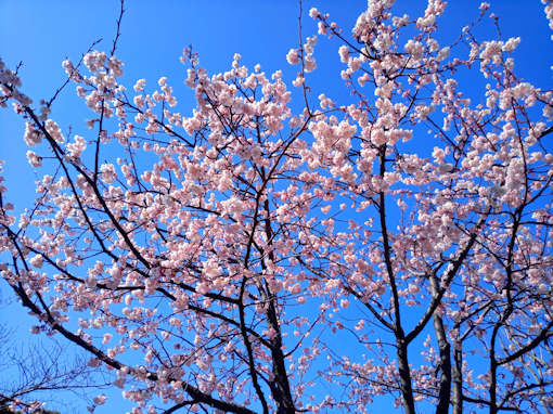 令和６年古川親水公園満開の修善寺寒桜３