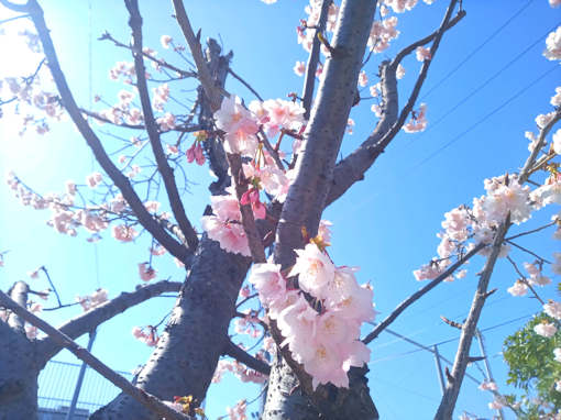 令和６年古川親水公園満開の修善寺寒桜４