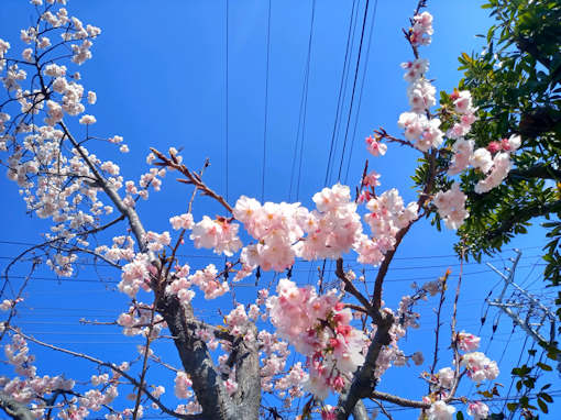 令和６年古川親水公園満開の修善寺寒桜２