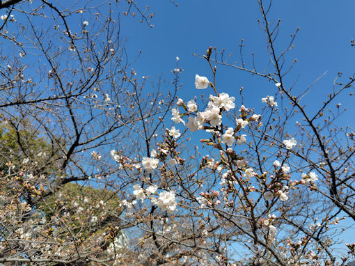 令和８年船堀スポーツ公園開花したソメイヨシノ