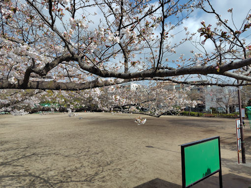 令和８年船堀スポーツ公園の咲き始めの桜