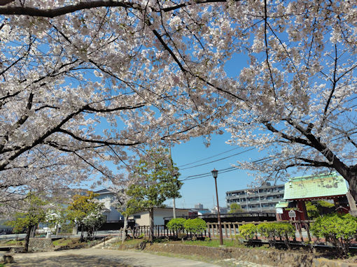 令和８年古川親水公園満開のソメイヨシノ