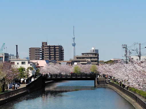 令和８年新川沿いに咲くソメイヨシノ１