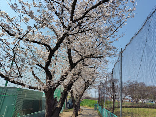 �ߘa�W�N�t�s�쓌���Z���ӂ̍����؂U