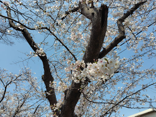 �ߘa�W�N�t�s�쓌���Z���ӂ̍����؂S