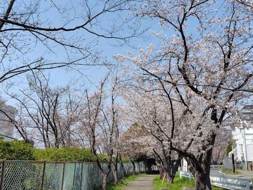 �ߘa�W�N�t�s�쓌���Z���ӂ̍����؂R