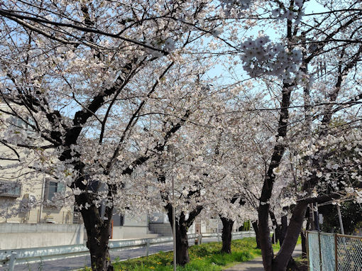 �ߘa�W�N�t�s�쓌���Z���ӂ̍����؂P