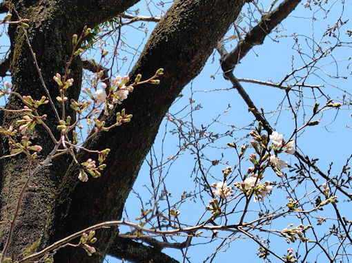 �ߘa�W�N�炫�n�߂��@�،o���̃\���C���V�m�P