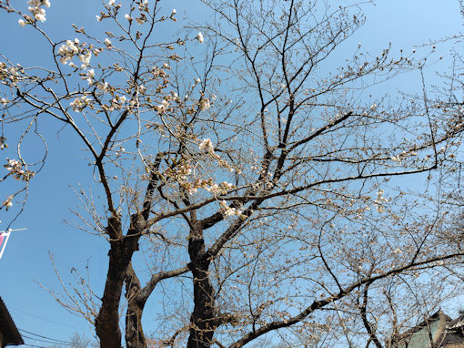 �ߘa�W�N�炫�n�߂��@�،o���̃\���C���V�m�Q