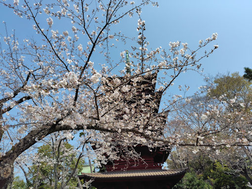 令和８年中山法華経寺のソメイヨシノ２