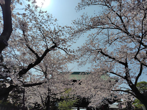 令和８年中山法華経寺のソメイヨシノ１