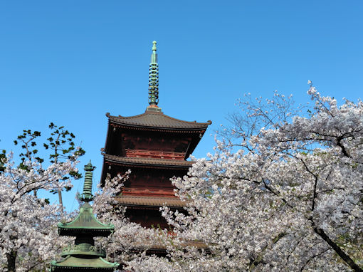 令和８年中山法華経寺満開のソメイヨシノ