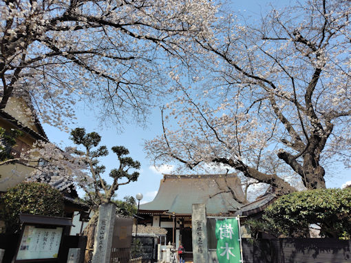 令和８年桜の霊場妙正寺のソメイヨシノ