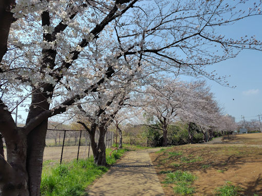 令和８年市川東高校周辺のソメイヨシノ１