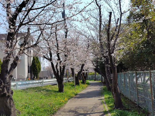 令和８年市川東高校周辺のソメイヨシノ２