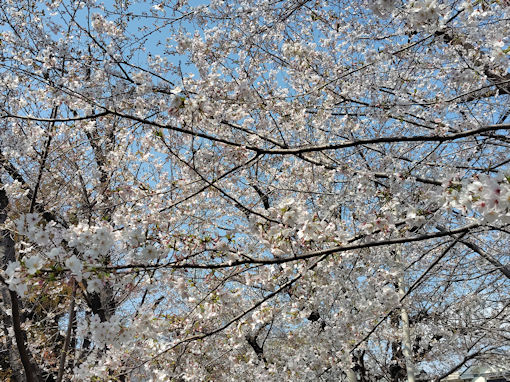 令和８年市川東高校周辺のソメイヨシノ３