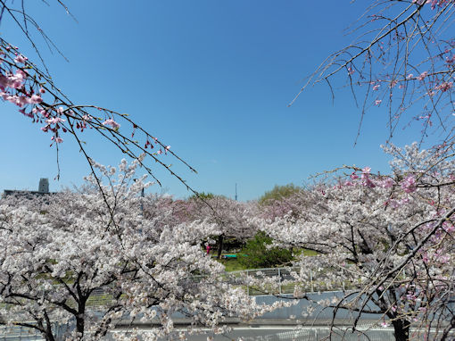 令和８年小松川千本桜公園満開のソメイヨシノ１