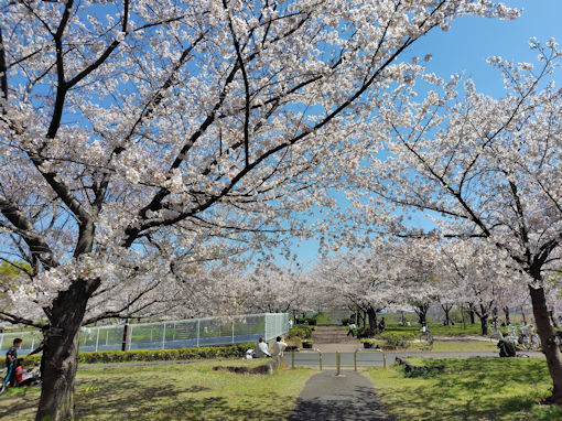 令和８年小松川千本桜公園満開のソメイヨシノ２