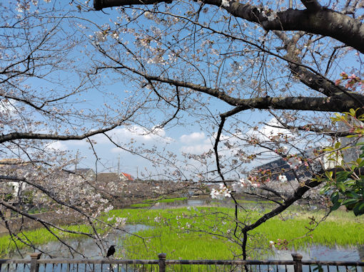令和８年こざと公園のソメイヨシノ