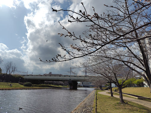 令和８年旧荒川沿いの桜並木