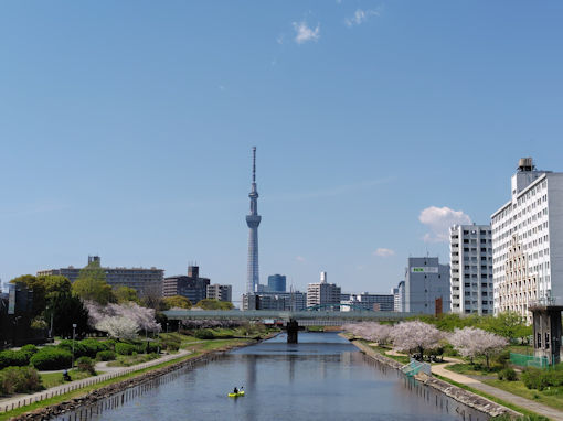 令和８年旧中川沿い満開のソメイヨシノ１
