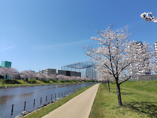 令和８年旧中川沿い満開のソメイヨシノ２