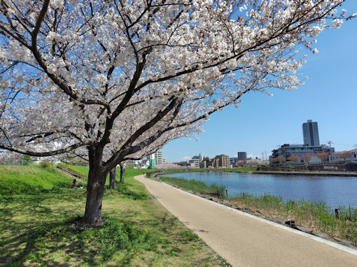 令和８年旧中川沿い満開のソメイヨシノ３