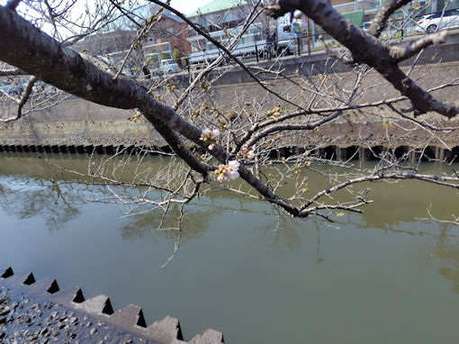 �ߘa�W�N�炫�n�߂��^�Ԑ�̃\���C���V�m�P