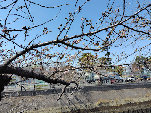 �ߘa�W�N�炫�n�߂��^�Ԑ�̃\���C���V�m�Q