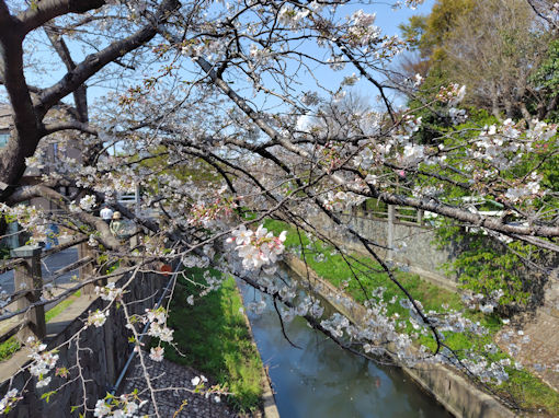 令和８年真間川５分咲きのソメイヨシノ１