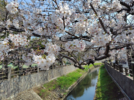 令和８年真間川５分咲きのソメイヨシノ２
