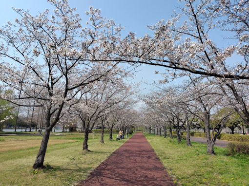 �ߘa�W�N�O�������̃\���C���V�m�P