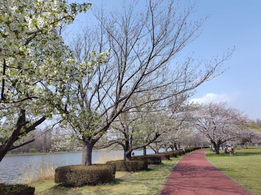 �ߘa�W�N�O�������̃\���C���V�m�Q