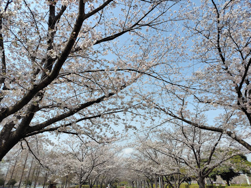 �ߘa�W�N���������̃\���C���V�m�P