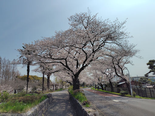 �ߘa�W�N���������̃\���C���V�m�R