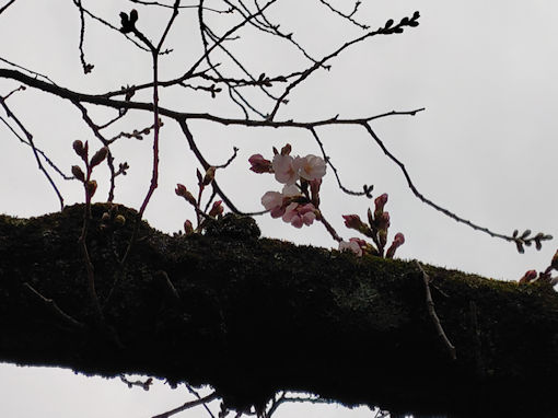 �ߘa�W�N��V�]�̃\���C���V�m�̊J�ԂQ