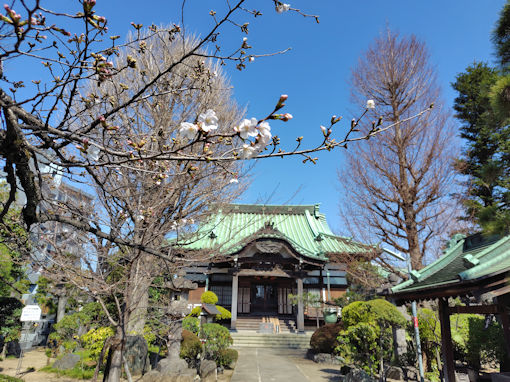 令和８年妙勝寺の少し開いたソメイヨシノ１