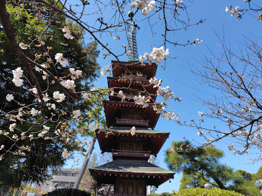 令和８年妙勝寺の少し開いたソメイヨシノ２