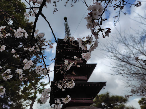 令和８年妙勝寺五重塔と桜の花