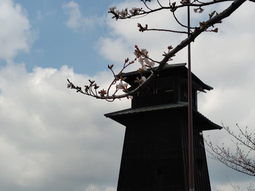 令和８年新川西詰火の見櫓と桜の花