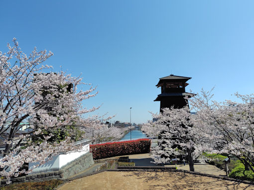 令和８年新川沿いに咲くソメイヨシノ２