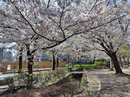 令和８年篠田堀親水緑道のソメイヨシノ１