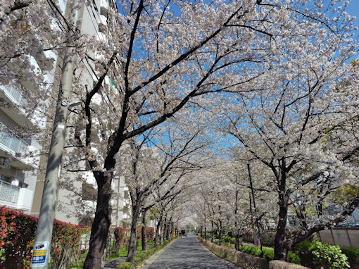 令和８年篠田堀親水緑道のソメイヨシノ２