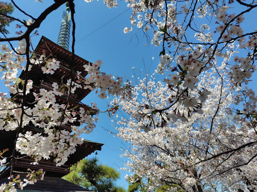 令和８年妙勝寺満開のソメイヨシノ
