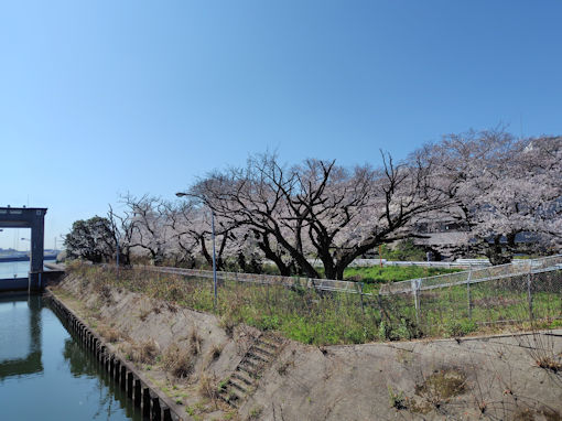 令和８年江戸川閘門付近ののソメイヨシノ１