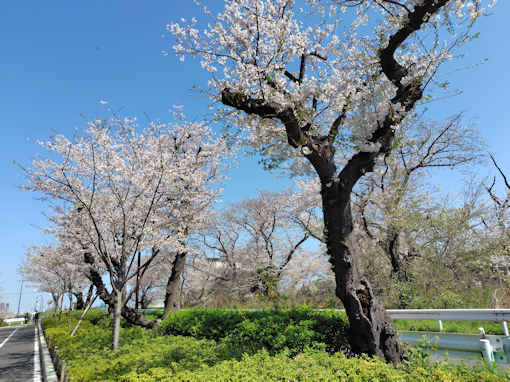 令和８年江戸川閘門付近ののソメイヨシノ２